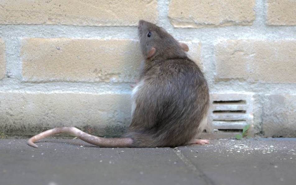 Catholic rat in a nice NYC apartment. Newly converted vegan *This is a fan page and not affiliated with the Catholic Guy Show*