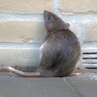 Lino's Apartment Rat (@ratinfestednyc) 's Twitter Profile
