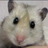 こんぼいのアイコン
