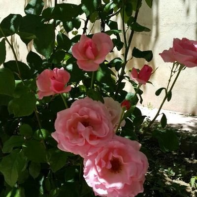 کارشناس ارشد مطالعات زنان
دبیرکل انجمنهای علمی دانشگاه شهید مدنی آذربایجان
فصلنامه مطالعات خانواده و زنان