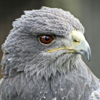 Arashaπβ’*β΅*β’.ΒΈΒΈβ*β΅β (@xiivivv) 's Twitter Profile