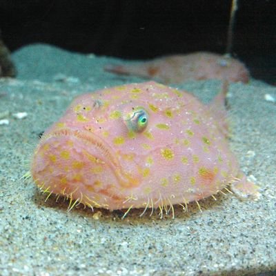 takayan_take's profile picture. 猫さん毎日経口投薬中。たまには水族館、ライブ、美術館へ出かけます。撮るのが下手過ぎて困ってます。