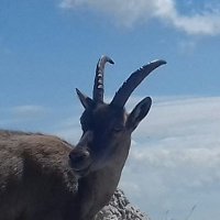 Le Vercors Drôme (@levercorsdrome) 's Twitter Profile