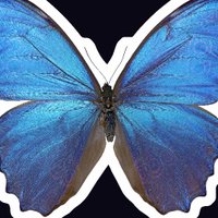 ButterflyNet (@butterflynetnsf) 's Twitter Profile