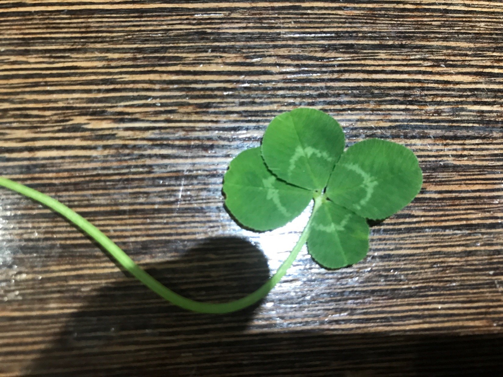 GavinMi21610451's profile picture. 