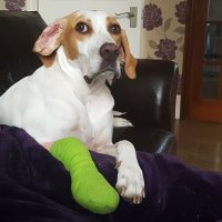 Victor Mature (@daz_lloyd) 's Twitter Profile Photo