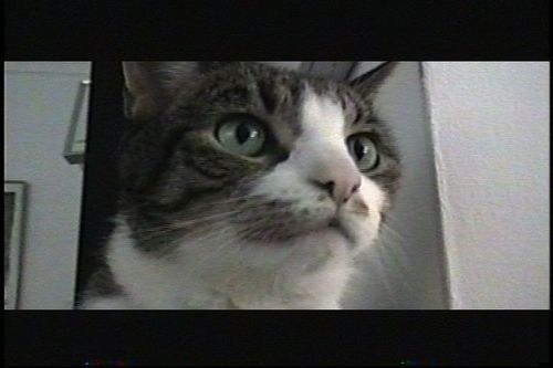 LarryMcPhereson's profile picture. I'm a HOUSE CAT on the run! WINNER: YOU CHOOSE ENERGY QUESTION! Started the  Movement to Defend the Public Trust!