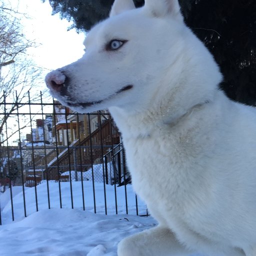 the Siberian husky. Fly ✈️ and stack sats — #BTC #Aviation #everythingelse