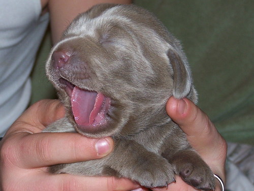 Silver and charcoal Labrador Retriever puppies going home the summer of 2011.