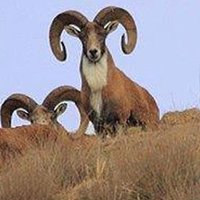 Transcaspian Ural (@transcaspianur) 's Twitter Profile