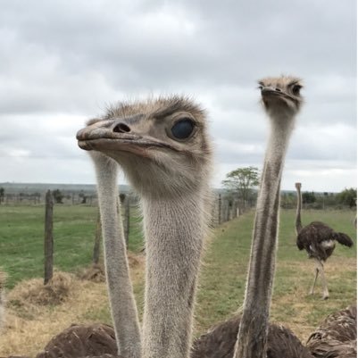 m_ostrichresort's profile picture. The only ostrich breeder farm in Kenya. Come tour the farm and enjoy ostrich riding. Have a taste of the deliciously lean and nutritious ostrich meat.