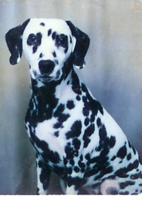 cgreverend's profile picture. 