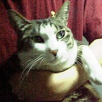 アカウント移行のため休止中 (@strange_walker) 's Twitter Profile