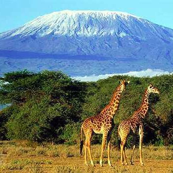 WhiteMambaTours's profile picture. 