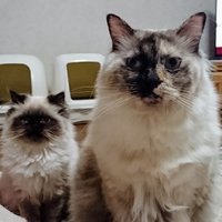 りんちょこ (@point_nyanko) 's Twitter Profile