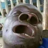 sandal gapit (@kampret_boros) 's Twitter Profile