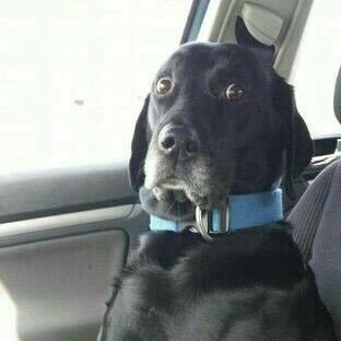 gersintos's profile picture. 