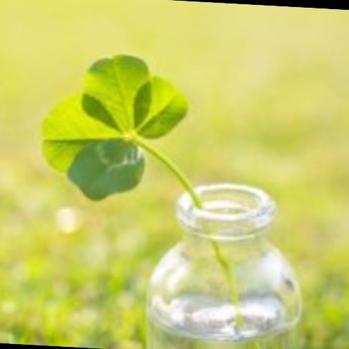 grace12575's profile picture. 宝塚🌟伝説のレジェンド 宝塚星組トップスター柚希礼音さん🌟星担 全組観劇します さゆみさん (紅ゆずる) 、 りかさん（凰稀かなめ） みっちゃん 、ありちゃん（暁千星）きぃちゃん（真彩 希帆）、無言フォロー 失礼します