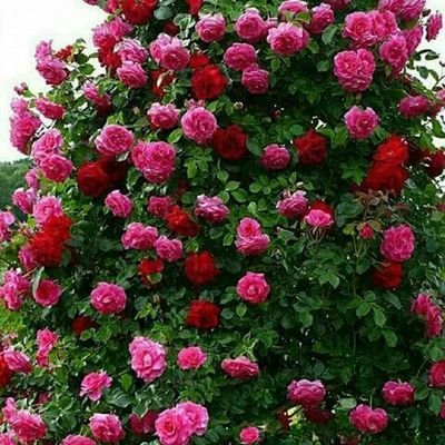 DualarMdas's profile picture. Dualarımdasın.❤