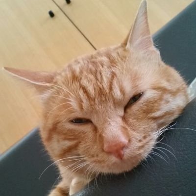猫と酒とBLと。9年ぶりにV系に戻ってきた。キズと甘い暴力。猫様の下僕。マロン2016 0425推定🎂あんず20191025推定🎂