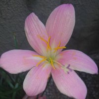 ChocolateNegroParaMi (@patate9413) 's Twitter Profile Photo