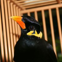 こりどん (@corycorycorydon) 's Twitter Profile