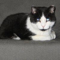 asmgaiter (@asmgaiter) 's Twitter Profile Photo