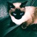 みーむねこ (@866branbwsoezu0) Twitter profile photo みーむねこ (@866branbwsoezu0) Twitter profile photo