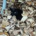 Suki The Cat (@sukiblackcat) Twitter profile photo Suki The Cat (@sukiblackcat) Twitter profile photo