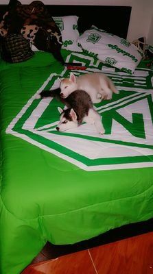 SebastianU08's profile picture. Libres y en paz