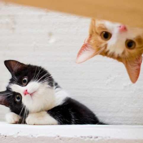 Christi_Elekes's profile picture. 