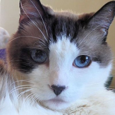 Summer_RIP's profile picture. 18 yo. I went 🌈 9/4/17 from Cancer. Elder brofur to Cooper @stereotype_cat, Autumn @tortitudetortie & Scarlett. #Tillwemeetagain 💋