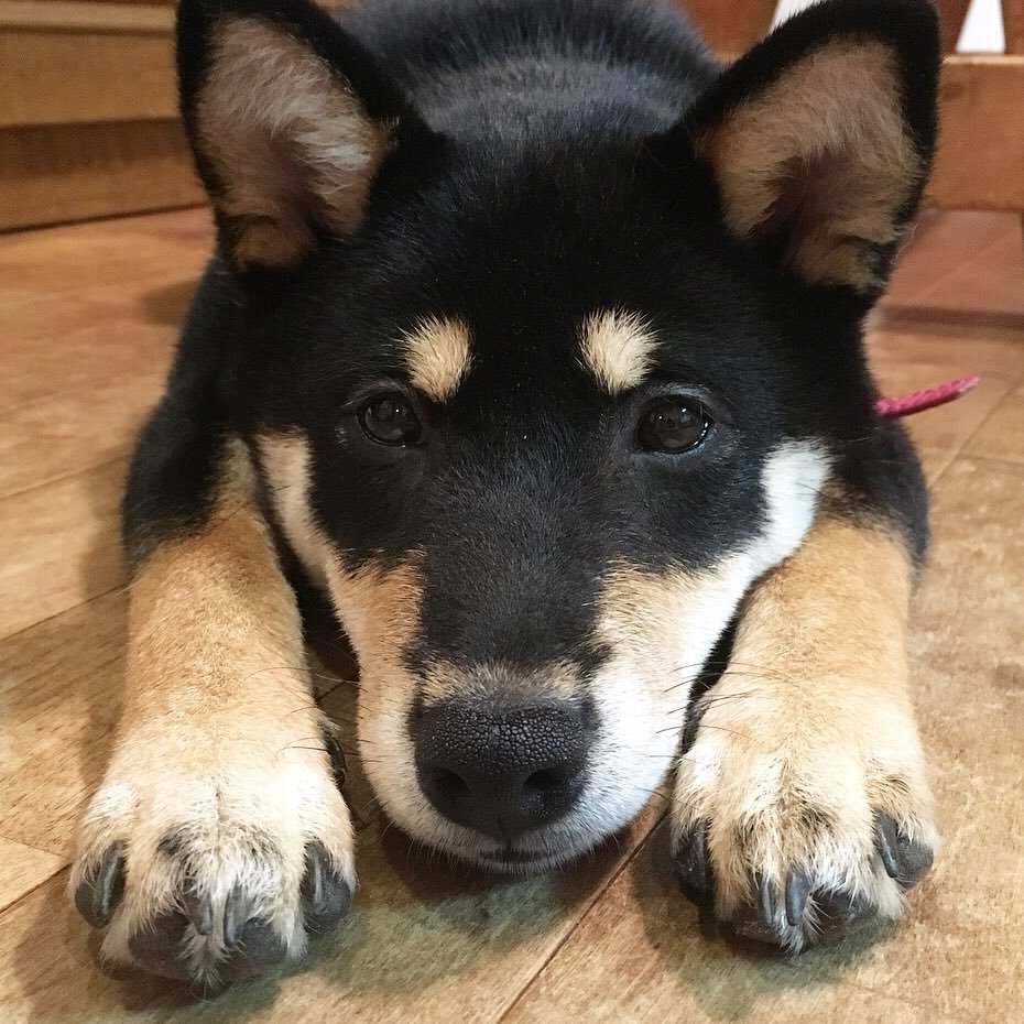 柴犬専門犬舎 武蔵照陽荘の日常アカウント |子犬の成長や犬たちの可愛い日常をお届け | 掲載依頼等はこちらへお願いします→ info@musashishoyo.com