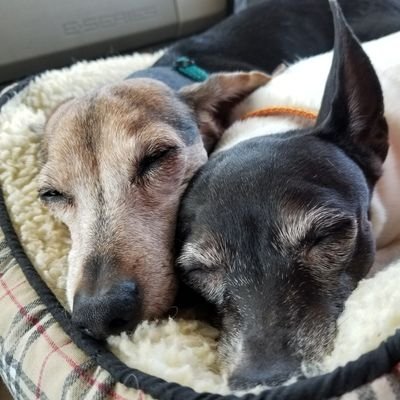 Fur_Food_Travel's profile picture. Samantha Spivey - Fur Mom & Rescuer 🐾 | Foodie 🥘 | World Traveller ✈️ | Data Scientist in Training 🤓