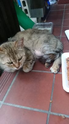 takejirou_take's profile picture. 誰かの明日を応援するテンパり屋のわちゃわちゃ店主
カンアヤのアカウント

お店は
菅原分店765
すがわらぶんてんなるご
@sugawarabunten
鳴子温泉、朝呑み昼呑みの店主
お客様の良い気をいただいて生きる元山形モガミオナゴ、今はナルゴビト本性は腹黒　

カンアヤ自身のつぶやき、鳴子温泉郷を発信しています