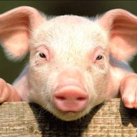 CySpringsFFA (@cyspringsffa) 's Twitter Profile