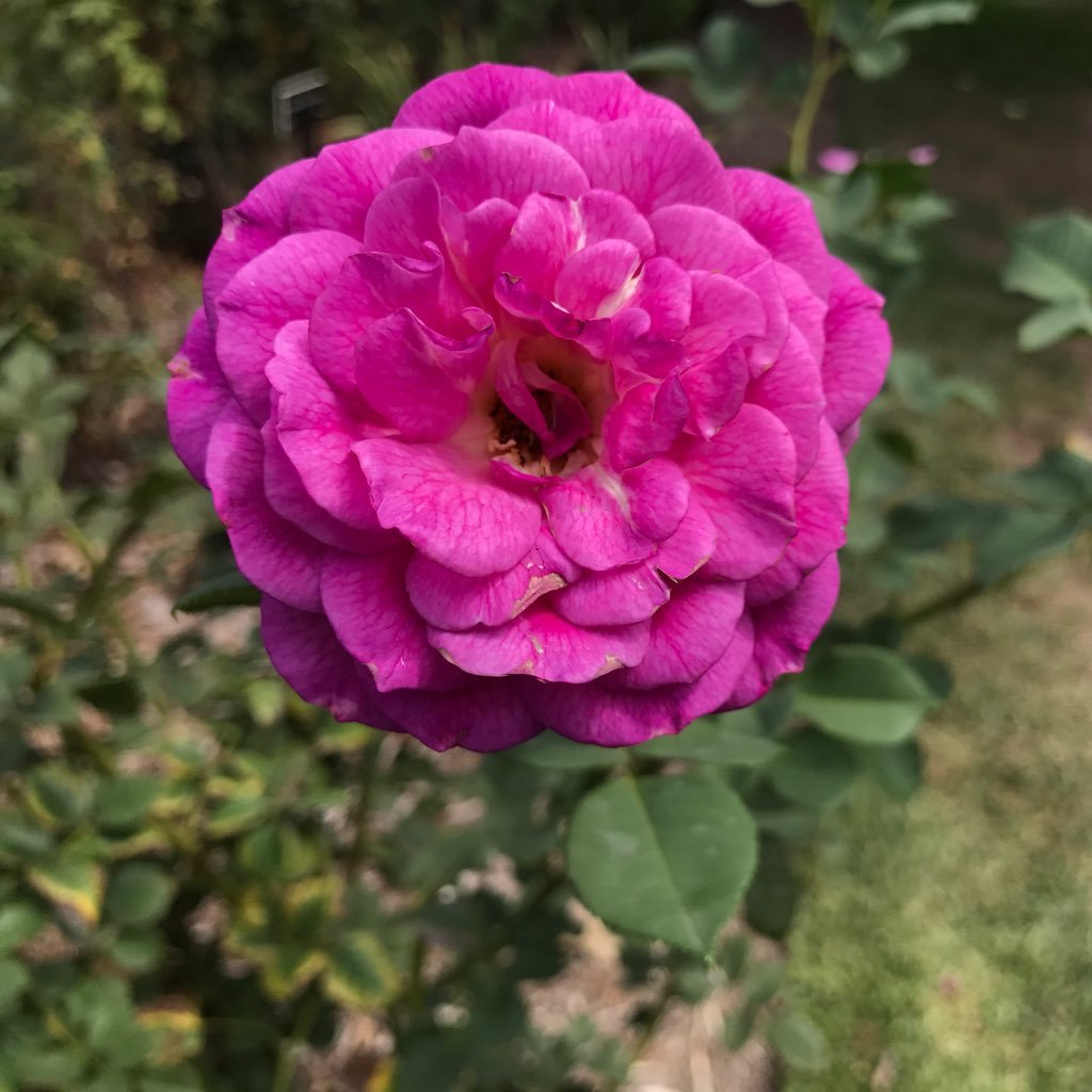 brianstrinh's profile picture. A medium for documenting my thoughts. Drawn to things that give me satisfaction. Let's talk food, music, and disruption. I like the word albeit. #ucla #sgv