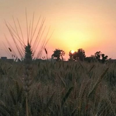 @7chamkaur