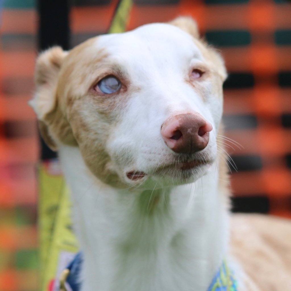 Owner of much loved whippets and author of For the love of Scout -promises to a small dog