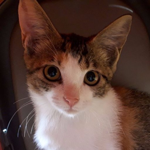 takachan_kyoto's profile picture. 伊料理のコックしていました。2022年イタリアンカフェオープン。京都と奈良の境目で頑張っています。料理検定1級。お酒と甘い物があれば幸せ。ねこ飼ってます。どうぞよろしく。