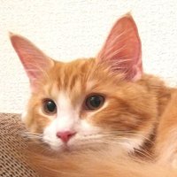 ちくわ (@chikuwamainecoo) 's Twitter Profile