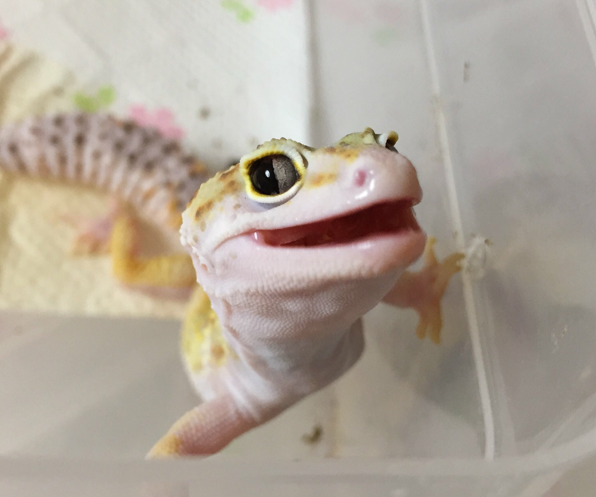 is_imol's profile picture. https://t.co/XDC8kg1ZeQ
小説なろうにて、『最強魔術師の息子になりました』を投稿しています。まったくの素人なので何かと至らない点があると思いますがその時は優しくご指摘お願いします

9月11日〜(連載開始)

なろう作家さんを無差別無言フォローしています。フォロバ率は90%です