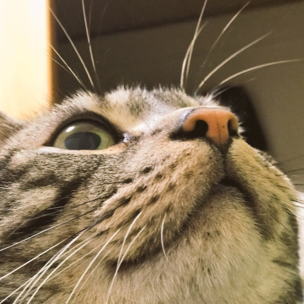 yuzukireikirei's profile picture. 兵庫に住んでます。まこにいと申します。写真は家で飼ってる猫です。リフォロー100％致します。どうぞよろしくお願いします。本垢 @MiyaokaM