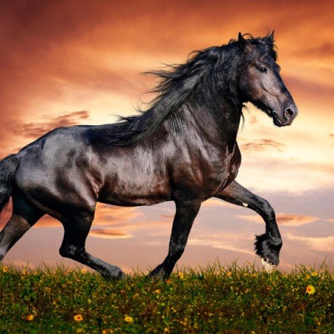 PrecioLiz's profile picture. Me gusta el fútbol, los deportes extremos, amo los caballos, PDC, Zuricata y Paisana. ♥