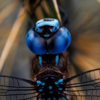 Pedro (@teporingogo) 's Twitter Profile