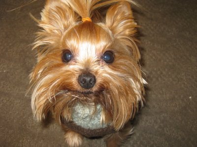 chewysworld's profile picture. I'm Chewy, I rock and I'm super cute too