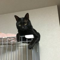 勝生真沙子 (@gakosamada) 's Twitter Profile