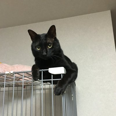 勝生真沙子 Twitter