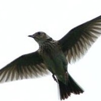 SkylarkGardenDesign (@skylarkgd) 's Twitter Profile