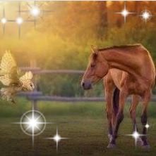 We are Rice Ranch and Wild Rice horse Sanctuary. Our passion is to give horses forever place to just be happy.